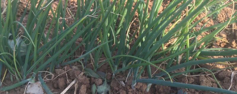 大葱的栽种方法 大葱的种植法
