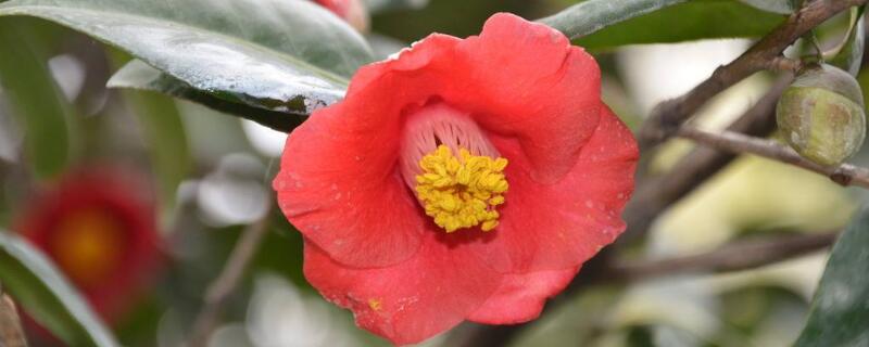 耐冬如何扦插养殖 耐冬可以扦插吗