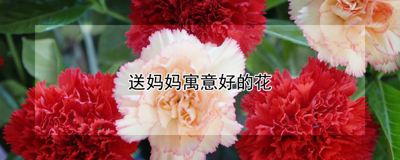 送妈妈寓意好的花 母亲节送什么花寓意好