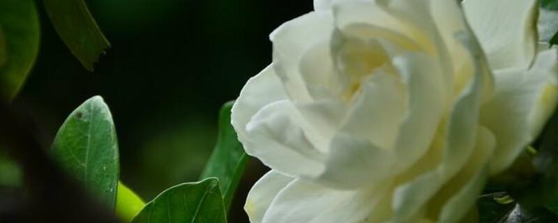 枝枝花的养殖方法和注意事项 枝枝花可以放室内养吗