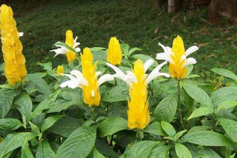 黄金塔不开花咋回事