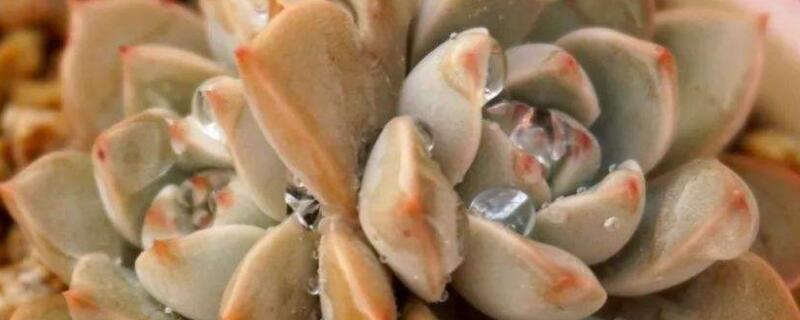 多肉里面有蚂蚁要用什么药 多肉植物里有蚂蚁怎么办