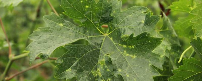 葡萄绿盲蝽用什么药（葡萄绿盲蝽用什么药防治）