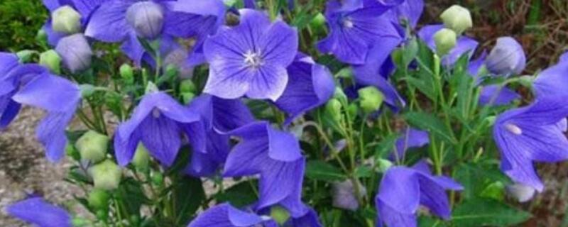 桔梗花怎么养 白色桔梗花怎么养