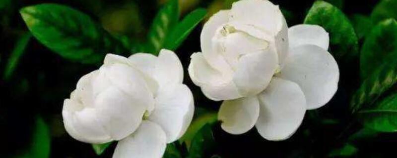 栀子花土壤要求（栀子花的土壤要求）