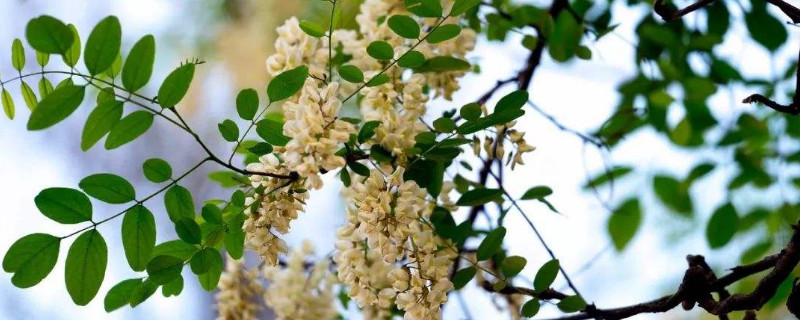 槐树盆景怎么养（槐树 盆景）