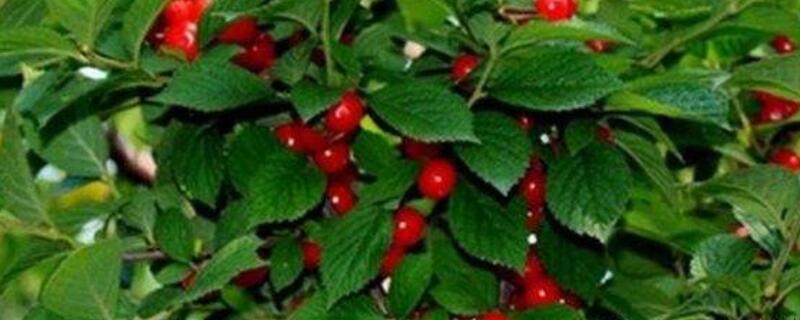 车厘子在北方能种植吗（车厘子北方能栽吗）