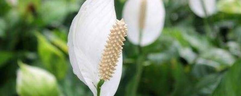 白掌花变绿了要剪掉吗（白掌花变绿需要剪掉吗）