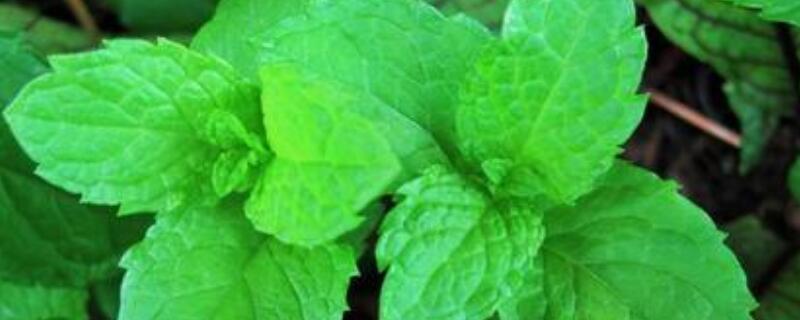薄荷茎变黑怎么办（薄荷根茎变黑）