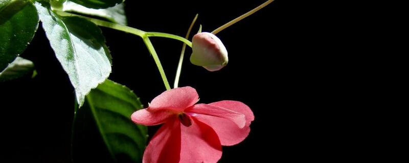 水梅花掉花苞咋回事（水梅花掉花蕾什么原因）