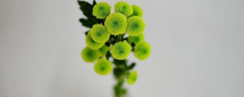 盆栽菊花纽扣菊怎么养（纽扣菊水养方法）