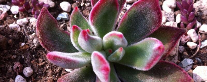 锦晃星叶子怎么才会红 锦晃星叶片不红