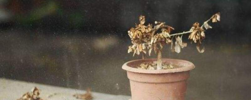 植物枯萎了如何补救(植物枯萎了如何补救加生根粉)