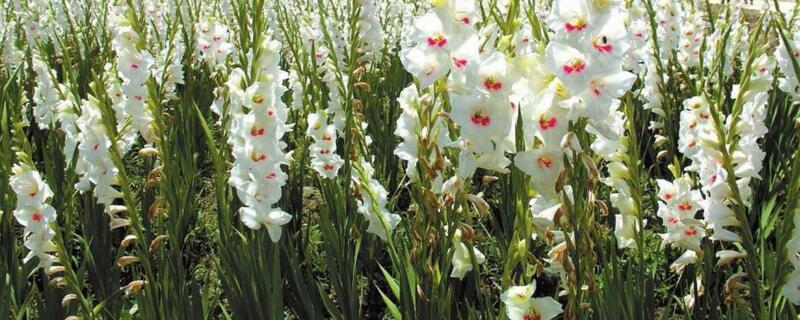 剑兰种植方法和时间（剑兰的种植方法和时间）