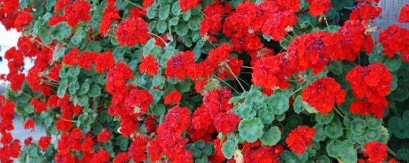 枫叶天竺葵的养殖方法 花叶天竺葵的养殖方法