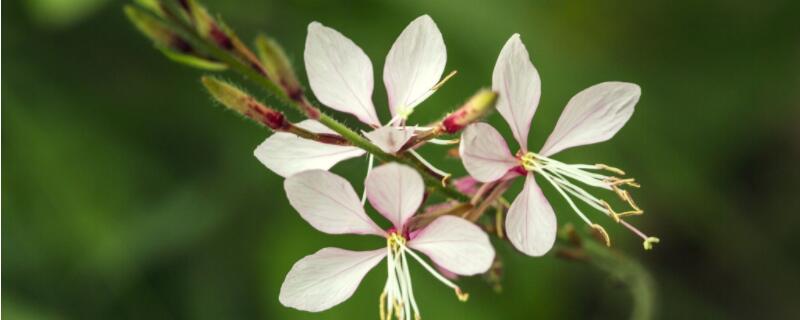 山桃草怎么种植 山桃草园林用途