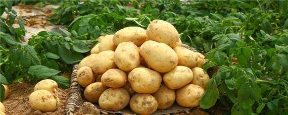 马铃薯如何种植
