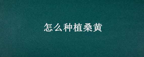 怎么种植桑黄（怎么种植桑黄需要什么土壤）