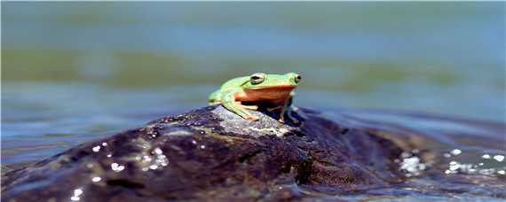 青蛙产卵过程 青蛙产卵过程图片