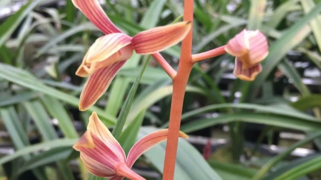 建兰彩虹什么时候开花 建兰彩虹仙子开花