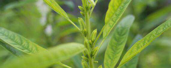 芝麻种植地区 芝麻种植地区在哪里