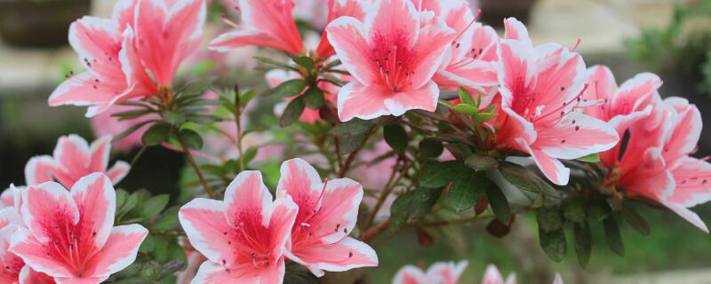 西洋鹃一年开几次花 西洋鹃开花时间