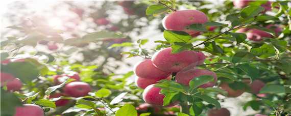红富士苹果亩产 红富士苹果亩产多少公斤