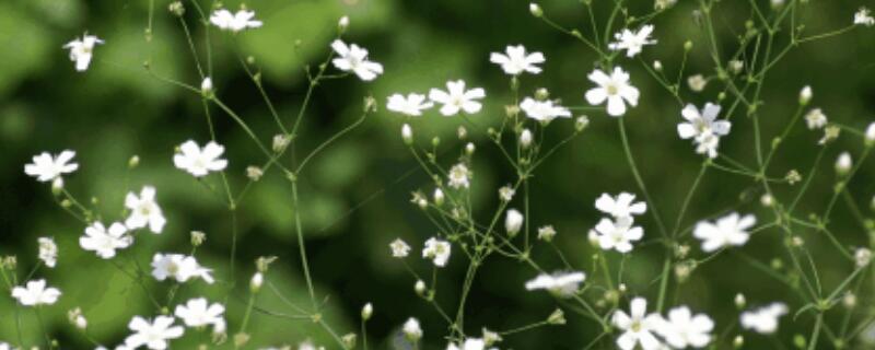 满天星什么时候打顶（满天星需要打顶吗）