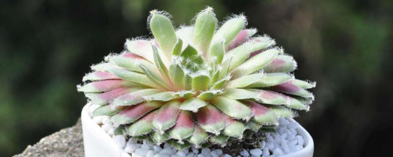 多肉怎么控型 多肉怎么控型控状态