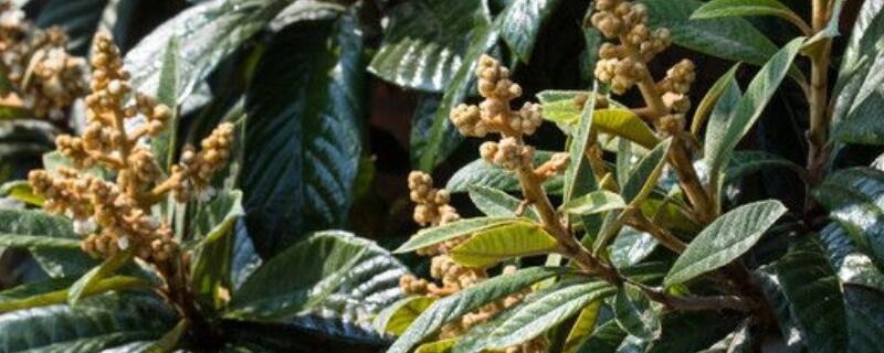 枇杷树脱皮是什么原因 枇杷树褪皮