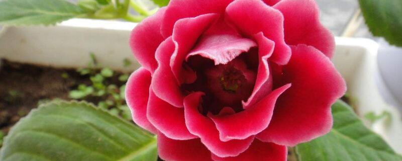 大岩桐开完花怎样修剪 大岩桐花开败后需要剪掉吗