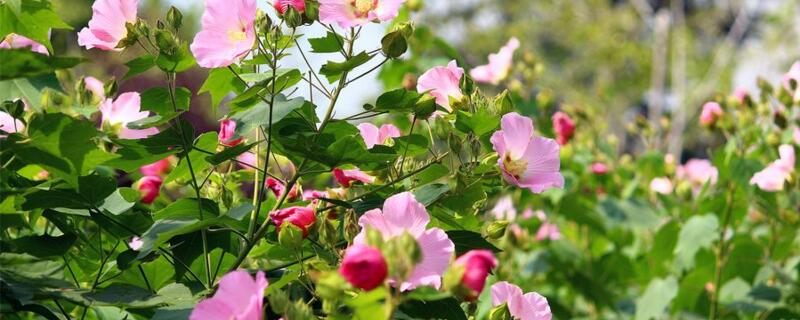 芙蓉花怎么掐尖 芙蓉花怎么钩看芙蓉花