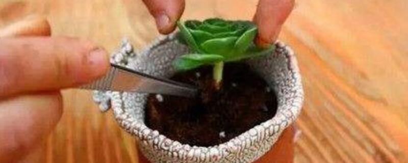 多肉换盆后叶子变焉了 多肉换盆后叶子发软