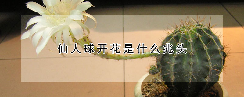 仙人球开花是什么兆头 仙人球开花是什么兆头寓意