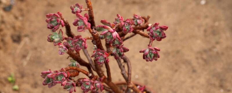 红稚莲怎么修剪（红稚莲太高了怎么修剪好看）