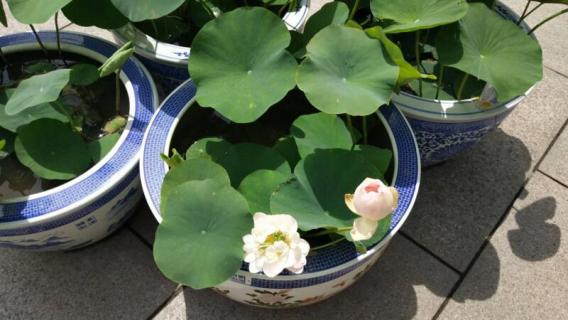 碗莲怎么种（碗莲的种植）