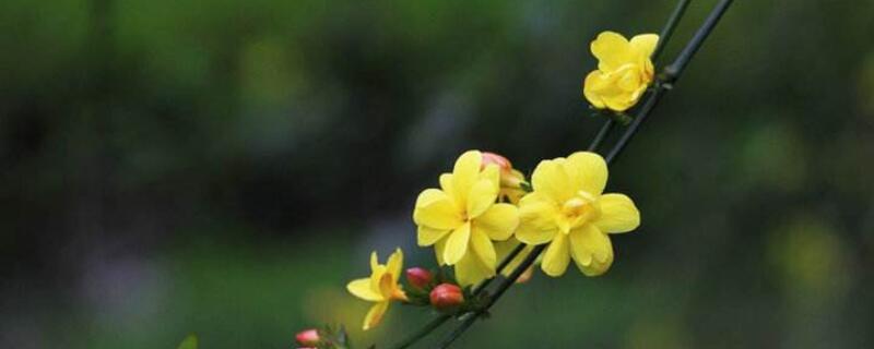 迎春花的生长变化过程 迎春花的生长变化过程简笔画