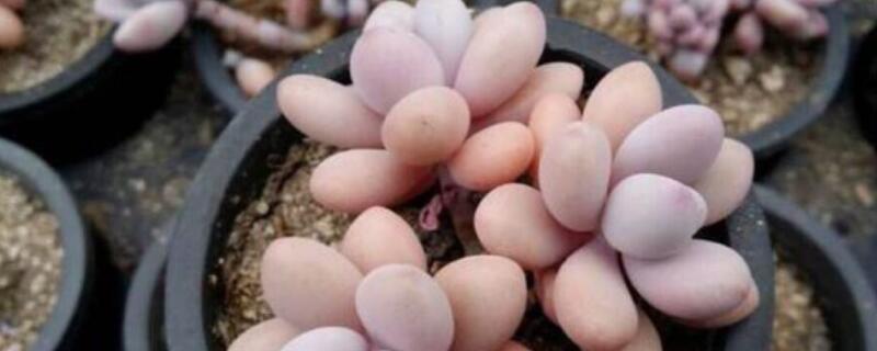 桃蛋夏天多久浇水 桃蛋夏天多久浇水一次