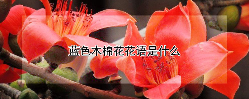 蓝色木棉花花语是什么（红色木棉花的花语的意思是什么）