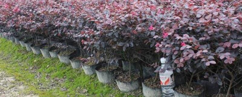 红花继木怎么扦插(扦插红花继木用什么生根剂好)