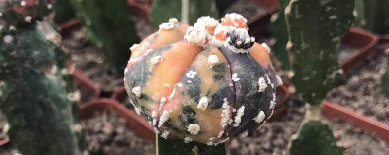 刚种的星兜多久能浇水（星兜能浇水吗）