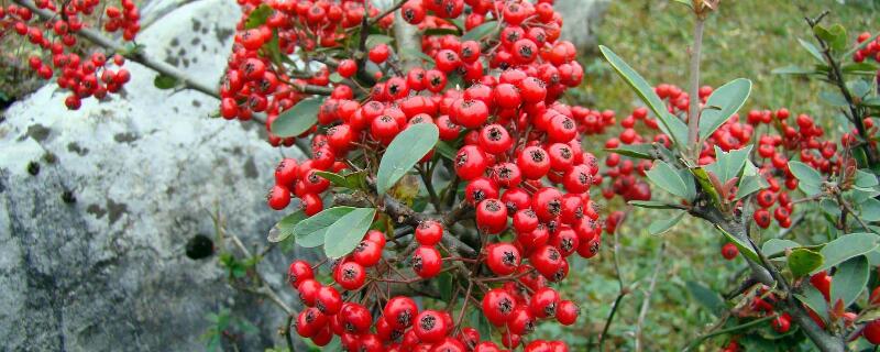 火棘冬天怎么养 火棘盆景养殖方法火棘冬天落叶吗?