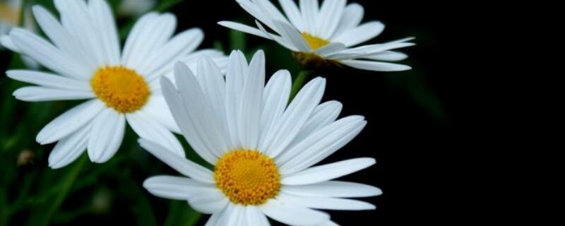 小白菊与雏菊的区别 小雏菊和白菊花的区别