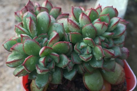 多肉吉娃娃怎么养