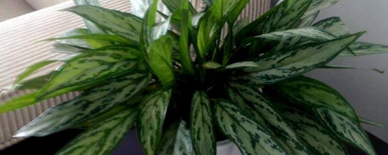 银皇后怎么养 银皇后怎么养护