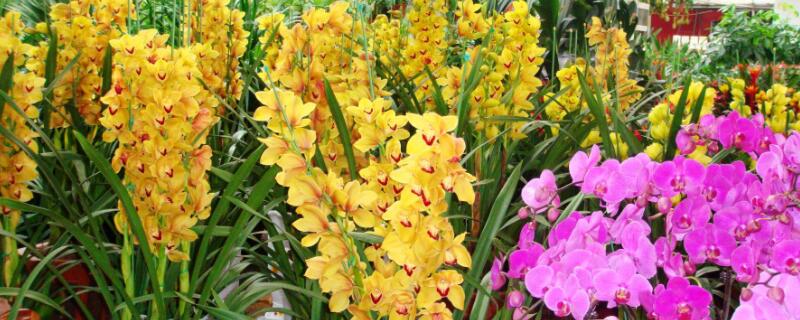 开过花后的大花蕙兰怎么处理 大花蕙兰开完花后怎么处理