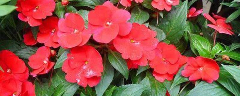 凤仙花怎么摘心（凤仙花如何摘心）