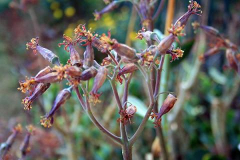 花干了浇水还能活吗