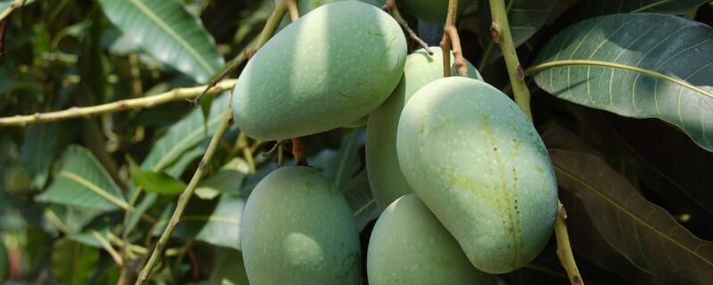 芒果嫁接方法 芒果嫁接方法视频