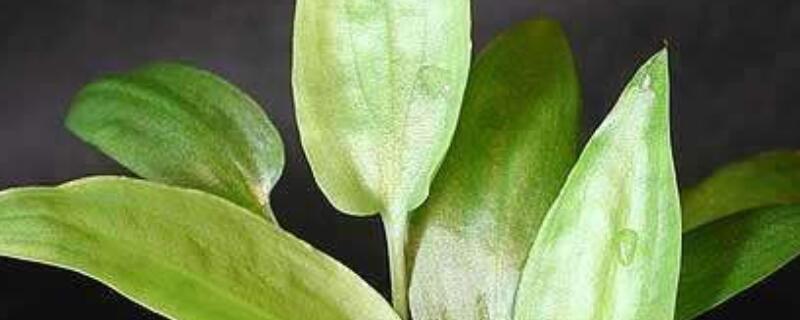 水族椒草的养殖方法 辣椒水草的养殖方法